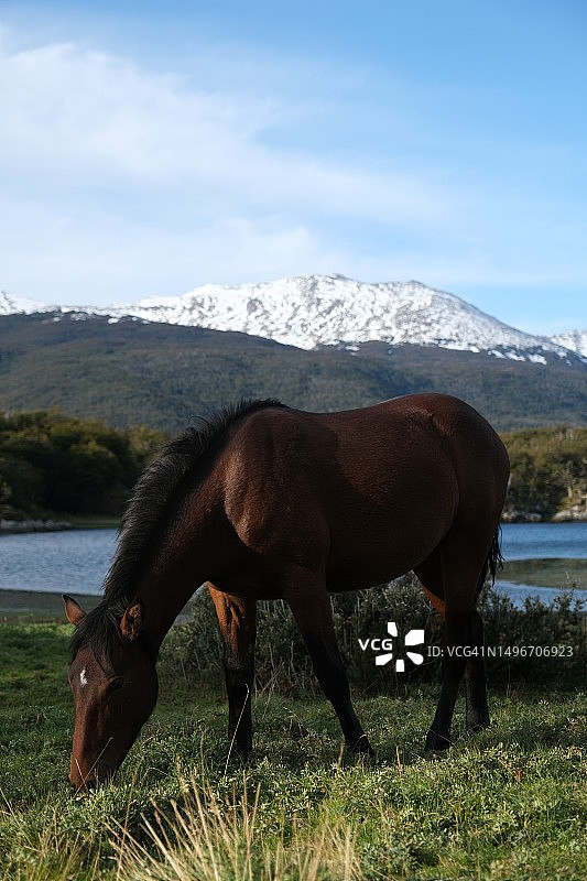 马站在阿根廷火地岛乌斯怀亚田野上的侧视图图片素材