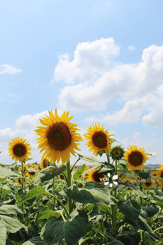 田野上黄色开花植物的特写图片素材