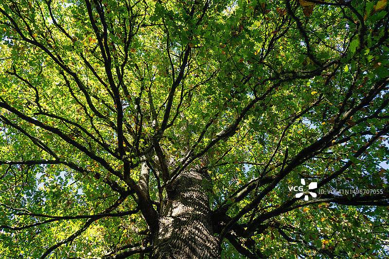 森林中树木的低角度视图图片素材