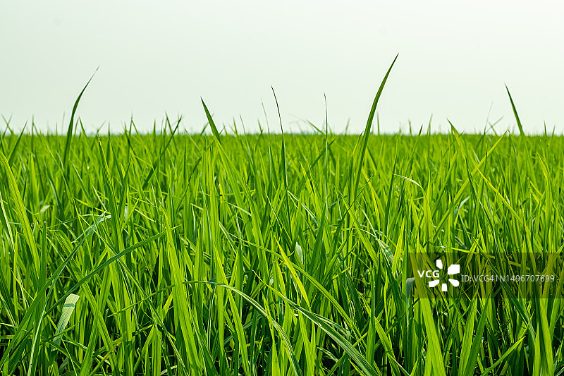 孟加拉国晴空下的小麦田风光图片素材