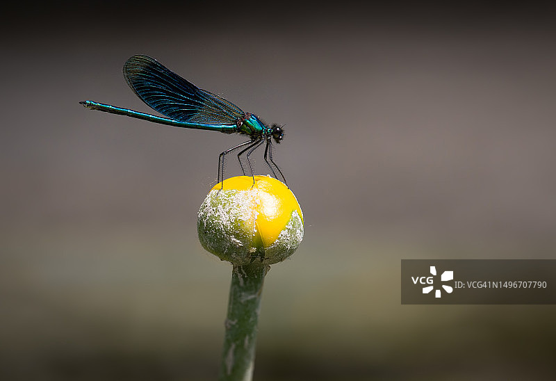 奥地利花朵上的豆娘特写图片素材