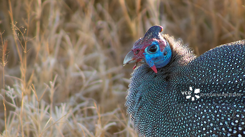 南非的孔雀特写图片素材