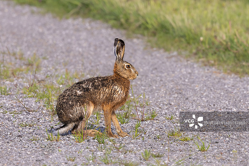 瑞士田野上兔子的特写图片素材
