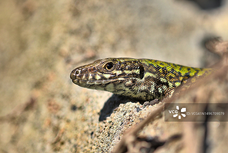 意大利热那亚巴拉西岩石上的普通墙蜥蜴特写图片素材