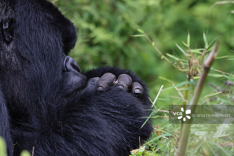 山地大猩猩特写图片素材