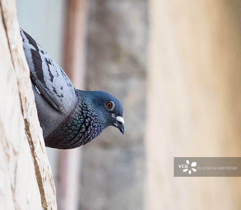 岩鸽栖息在墙上的特写图片素材