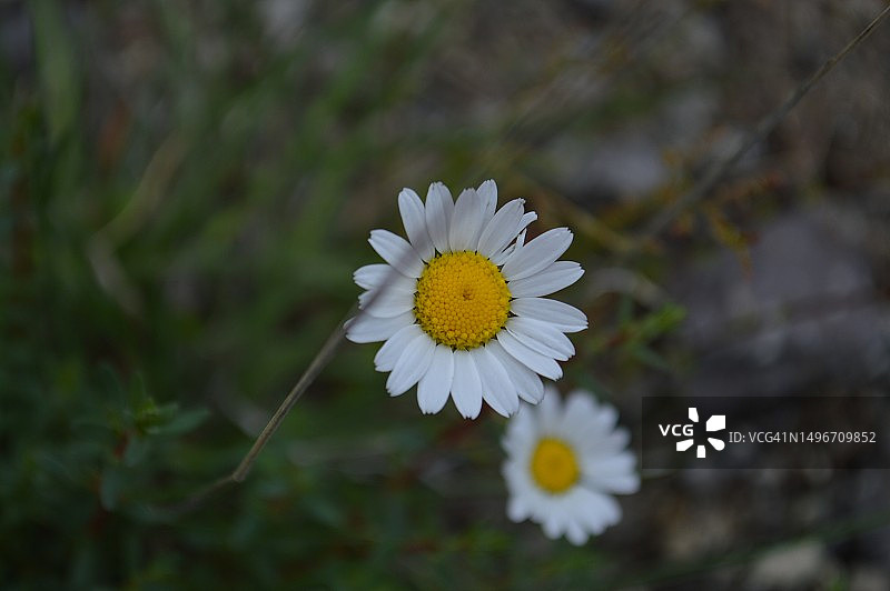 土耳其索尔贡白色雏菊花特写图片素材