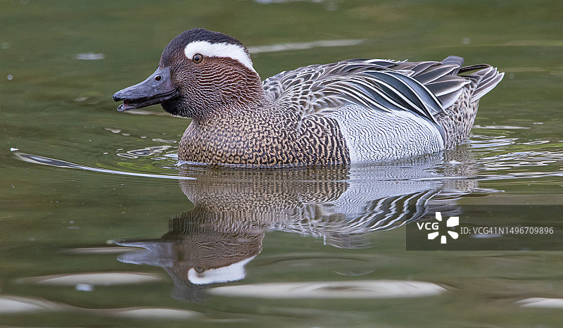 英国格洛斯特郡斯利姆布里奇湖中游泳的绿头鸭特写图片素材