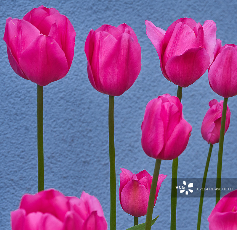 德国兰茨胡特的粉色郁金香特写图片素材