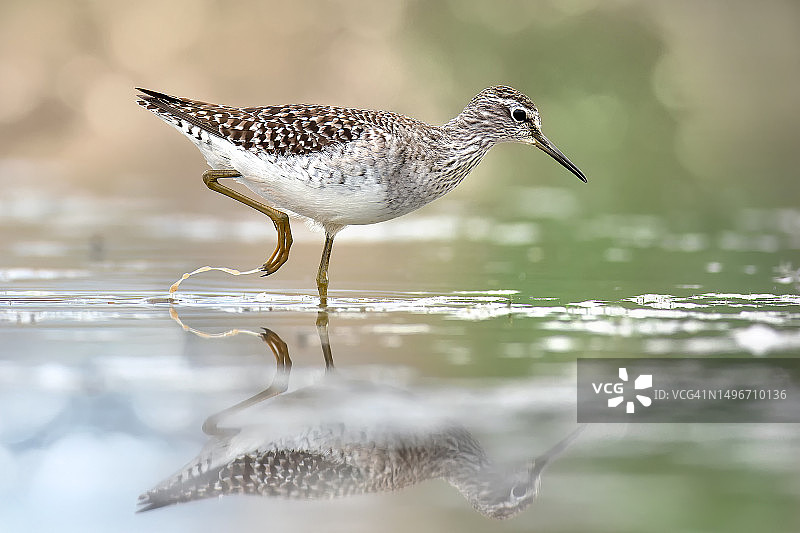 特写：湖中的林鹬图片素材