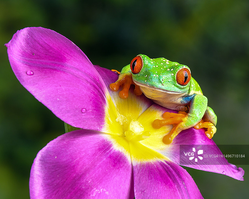 紫色花朵上的红色特写图片素材