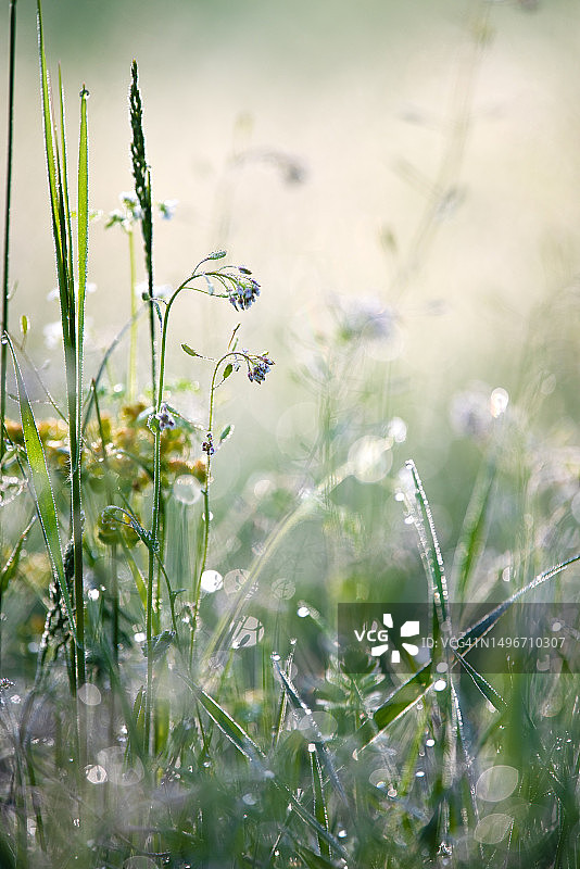 田野里湿润的开花植物特写图片素材