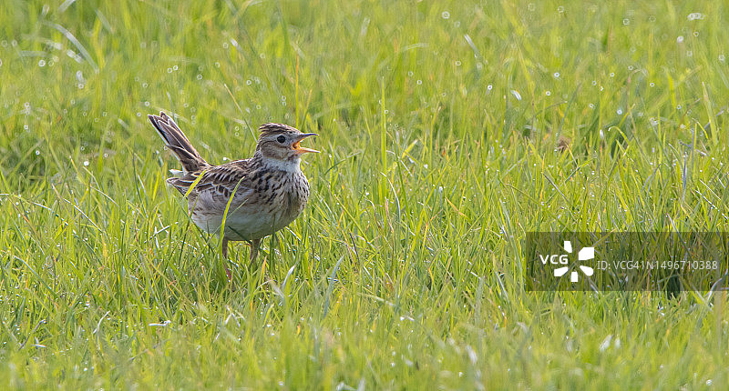 草地上栖息的云雀特写，英国萨默塞特图片素材