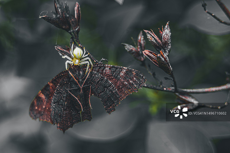 德国植物上的干树叶特写图片素材