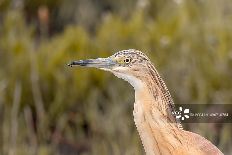 灰色苍鹭的特写图片素材