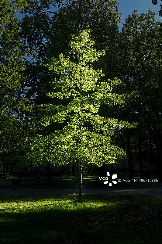 美国密苏里州堪萨斯城公园里的树木图片素材