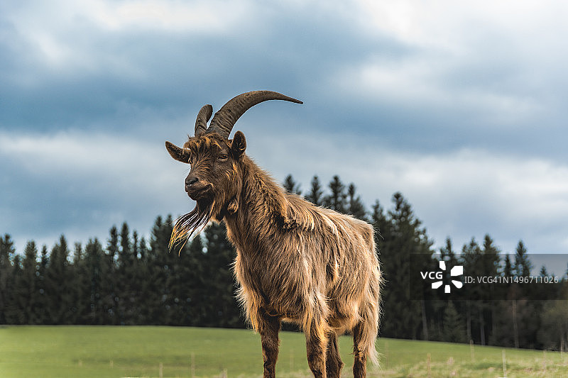 德国：站在田野上的山羊侧面照图片素材