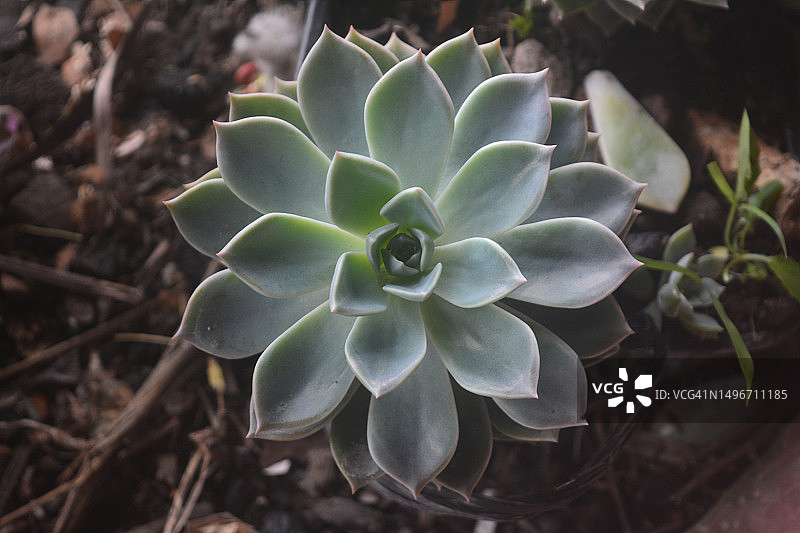 哥斯达黎加田野上的多肉植物特写图片素材