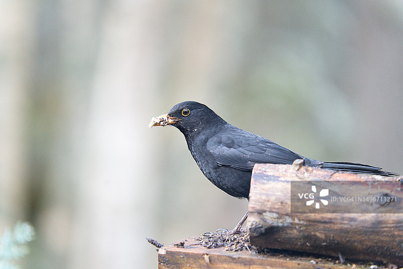 英国栖息在木头上的黑乌鸦特写图片素材