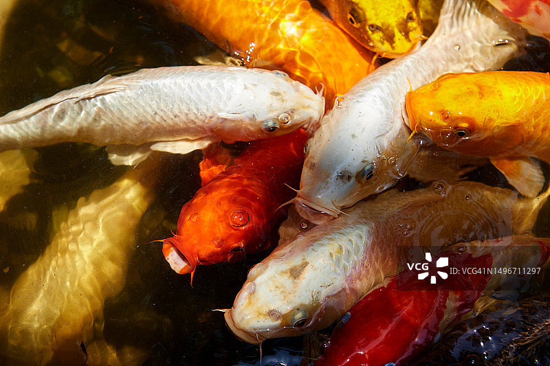 池塘中游动的锦鲤特写，泰国素攀武里图片素材