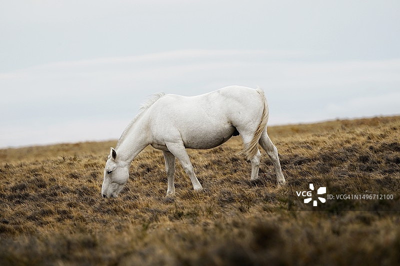 阿根廷丘布特的马站在田野上的侧视图图片素材