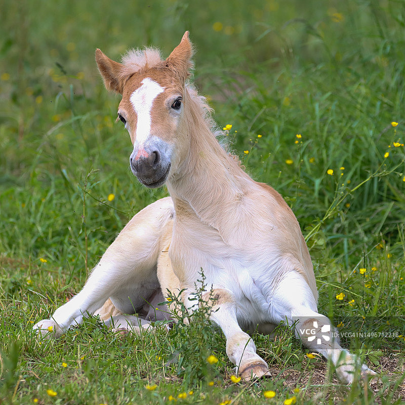 法国草地上山羊的肖像图片素材