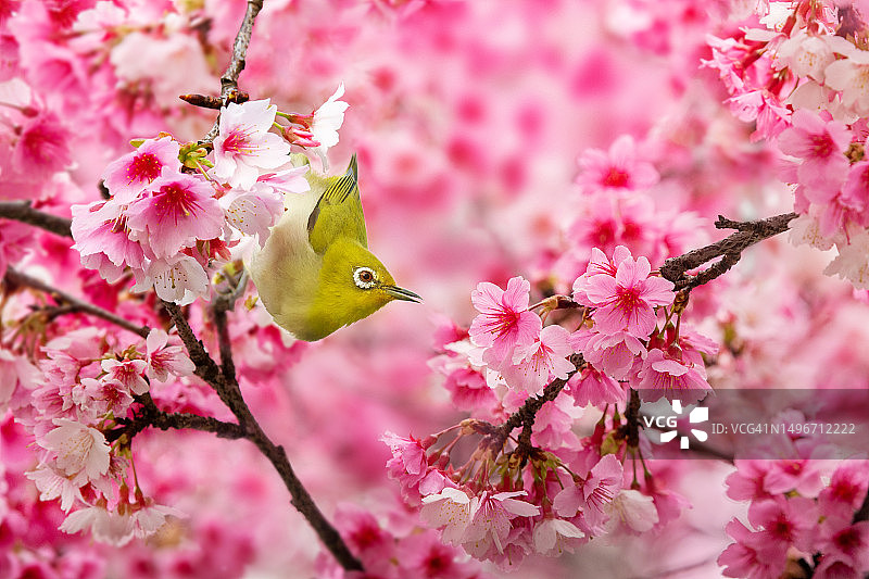 雀形目鸟类栖息在樱花上的特写，中国台北市图片素材
