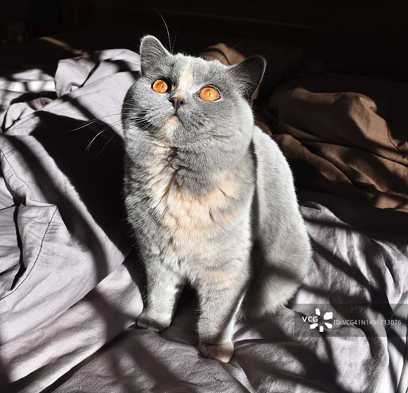 克罗地亚，坐在床上的猫的俯视图图片素材
