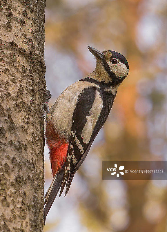 波兰停在树干上的啄木鸟特写图片素材