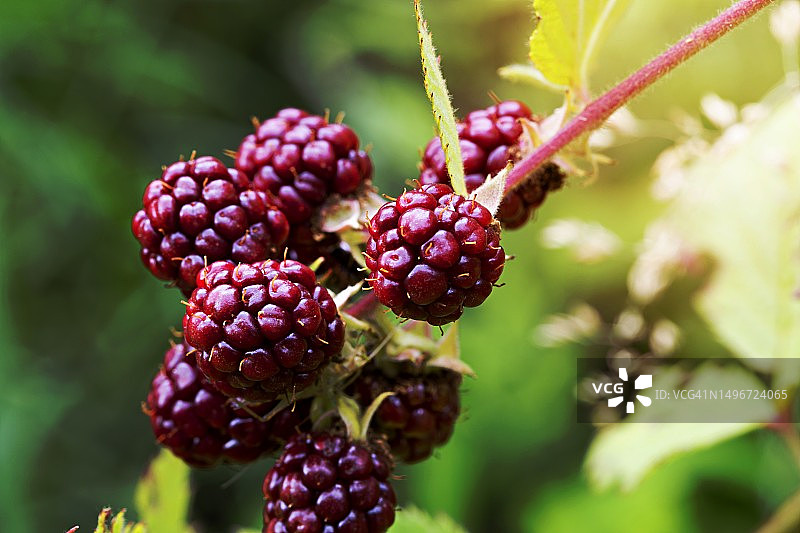 红色浆果长在树上的特写图片素材