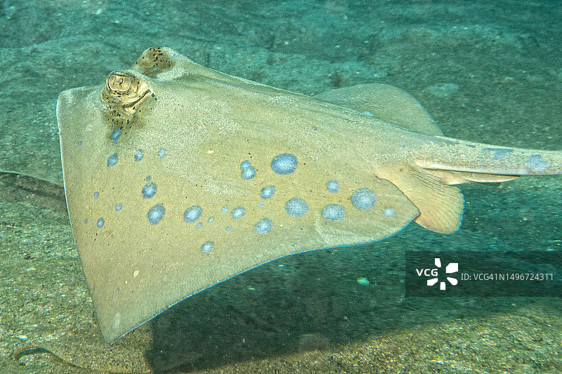 海中游泳的黄貂鱼特写图片素材