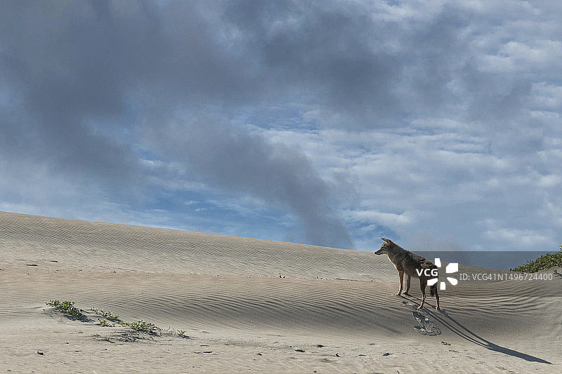 沙漠映衬天空的美景图片素材