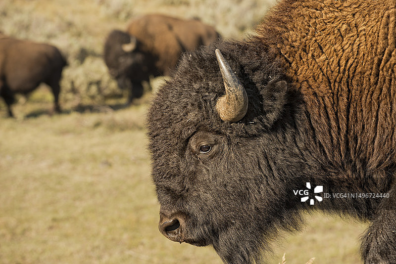 田野上的绵羊特写图片素材