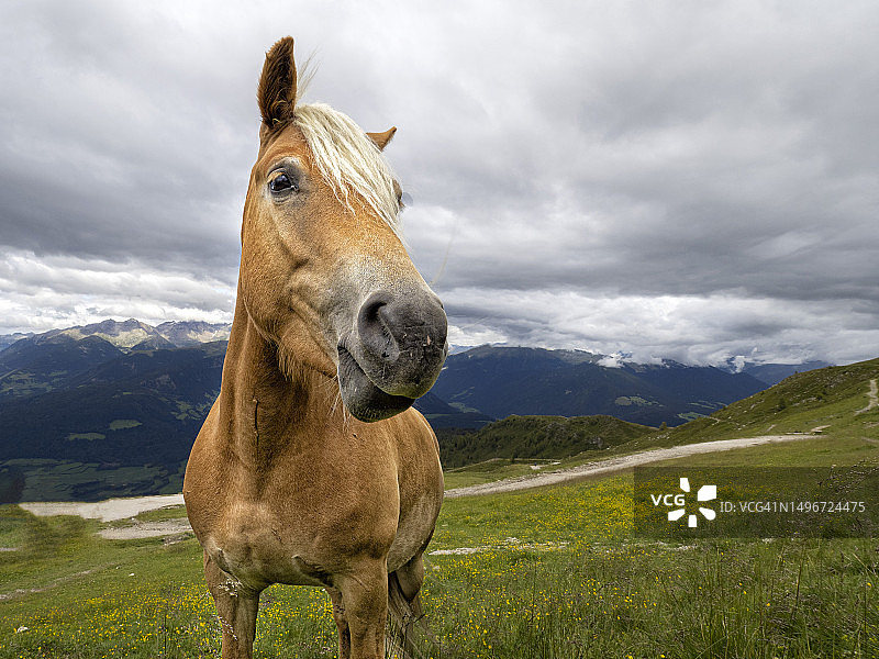 冰岛马站在田野上，以天空为背景的肖像图片素材