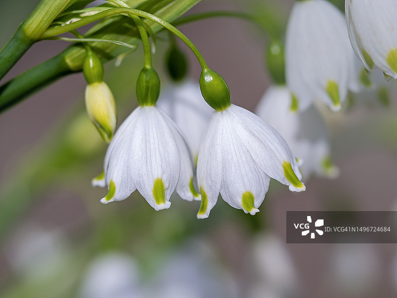 白色开花植物特写，英国约克图片素材