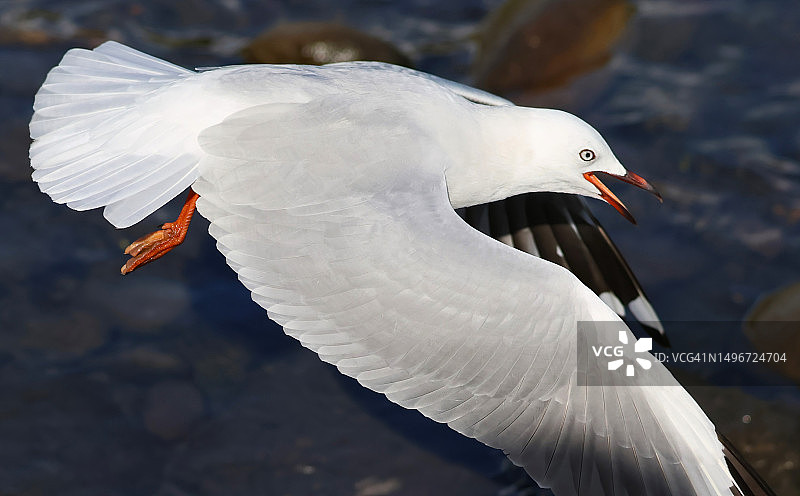 海鸥飞越海洋的特写图片素材