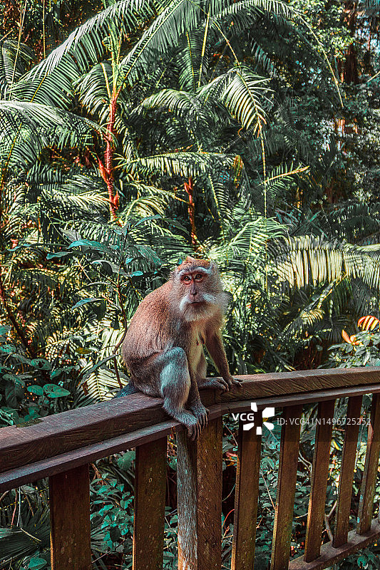 坐在栏杆上的猕猴的低角度景观图片素材