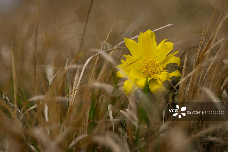 田野上黄色开花植物的特写图片素材