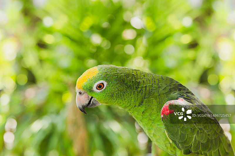 栖息在树枝上的亚马逊蓝额鹦鹉特写，泰国图片素材