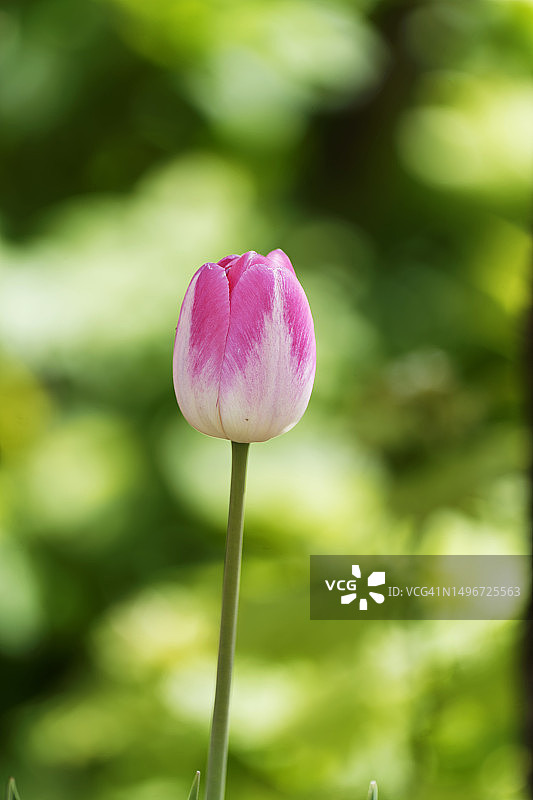 粉色莲花睡莲特写，俄罗斯图片素材