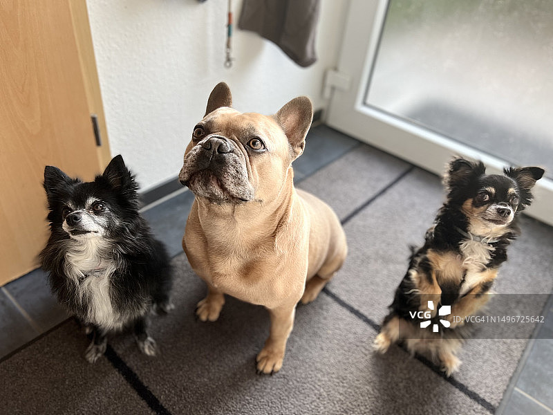 波兰凯尔采：坐在地板上的猫咪的高角度视图图片素材