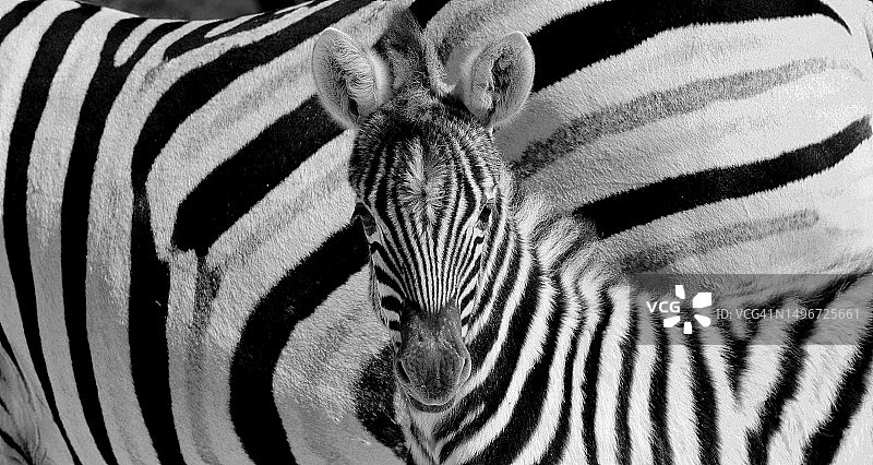 特写：草原斑马图片素材