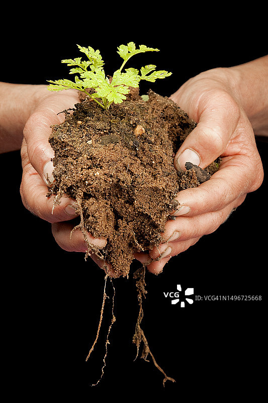 双手在黑色背景前托起植物图片素材