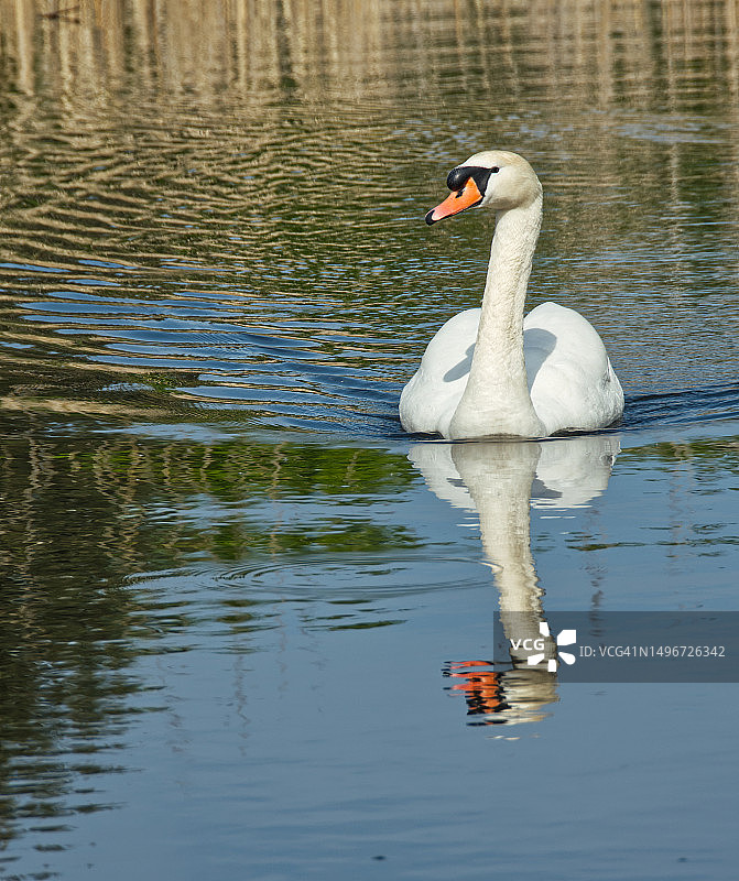 英国马塞尔堡湖中游动的疣鼻天鹅特写图片素材