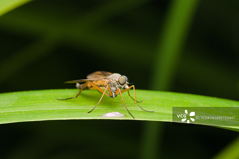 叶子上的昆虫特写，德国图片素材
