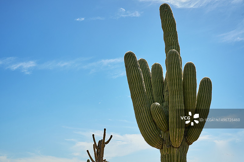 仙人掌仰视角度图片素材
