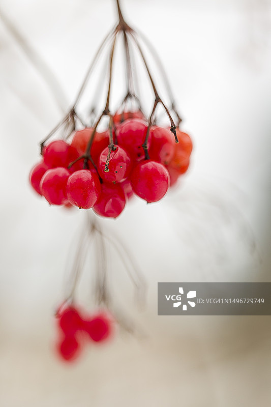 高丛蔓越莓果图片素材