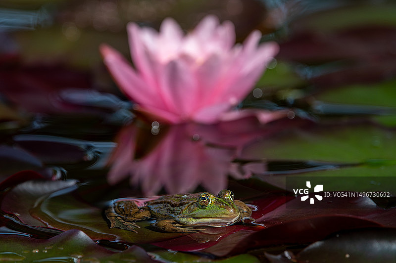 池塘里的青蛙图片素材
