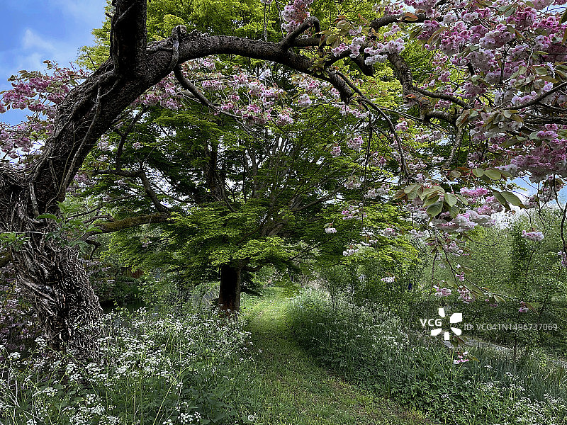 五月的樱花小路图片素材