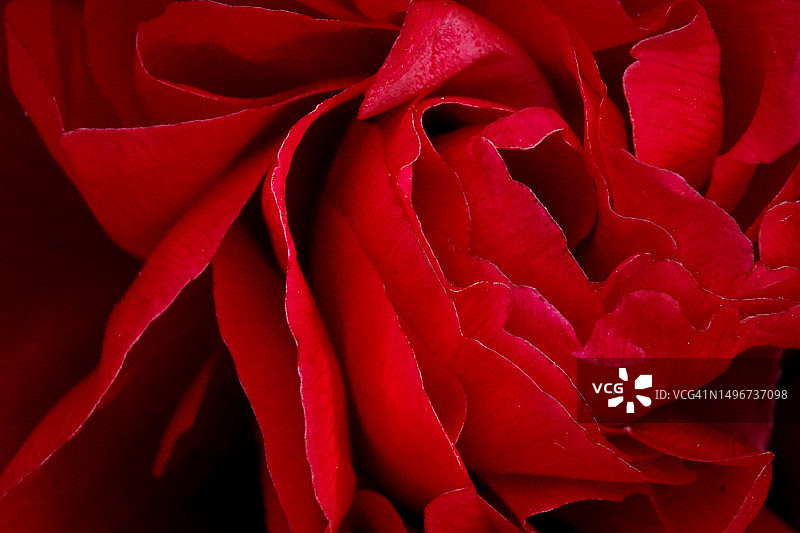 牡丹花（特写）图片素材